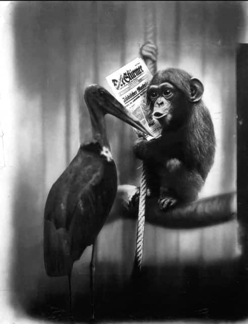 Collage titled Conversation in the Berlin Zoo by John Heartfield